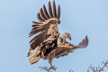 African fish eagle (haliaeetus vocifer), Juvenile
