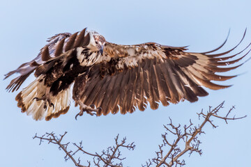 African fish eagle (haliaeetus vocifer), Juvenile