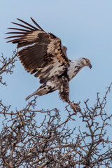 African fish eagle (haliaeetus vocifer), Juvenile