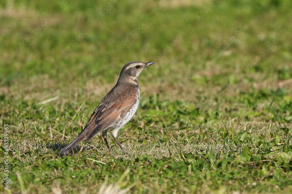 Canvas Prints buff bellied pipit in a field