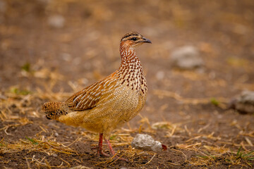 Crested francolin (Ortygornis sephaena)