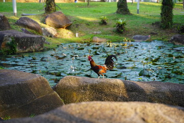 pretty rooster | Red Junglefowl | Gallus gallus | 红原鸡 | rooster on the grass