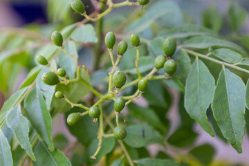 カレーリーフの熟れていない果実（カレーベリー）別名：カラピンチャ、ナンヨウザンショウ