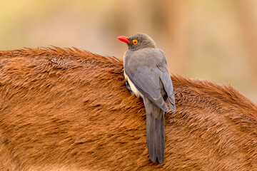 Red-billed oxpecker (Buphagus erythrorynchus) riding an Impala