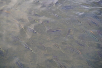 fish in the water