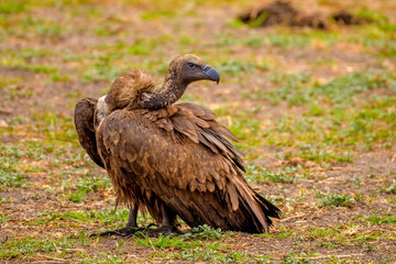 Cape vulture or Cape griffon (Gyps coprotheres)
