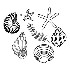 Collection of hand drawn conch and clam clipart