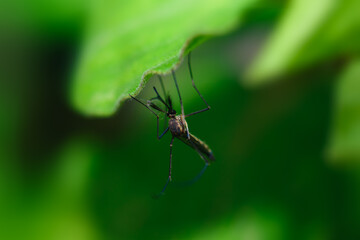 A mosquito that carries dengue fever and Zika virus is sucking blood on a person's skin.