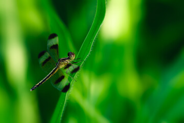The beautiful orange little dragonfly inhabits the leaves