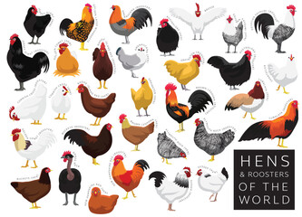 Chickens Hens Roosters of the World Set Cartoon Vector Character