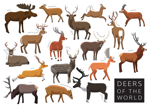 Deers of the World Set Cartoon Vector Character