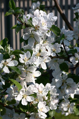 Fresh gentle flowers of an apple-tree with white petals decorate a branches of the blossoming tree.