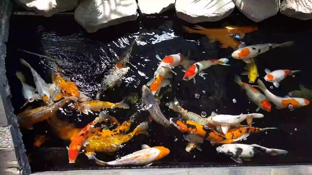 Happy colorful koi fish in healthy pond during sunny summer day