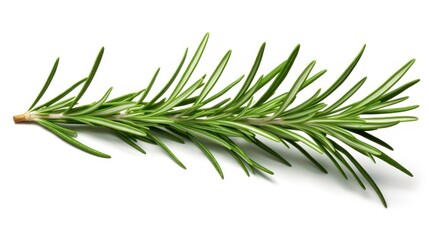 Fototapeta premium Fresh branch UHD wallpaper