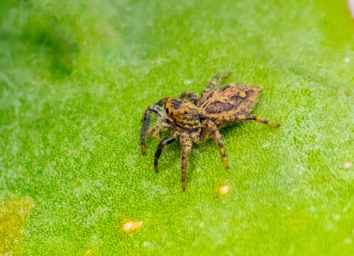 Marpissa Muscosa Spiders on a Green Leaf - Macro Photography