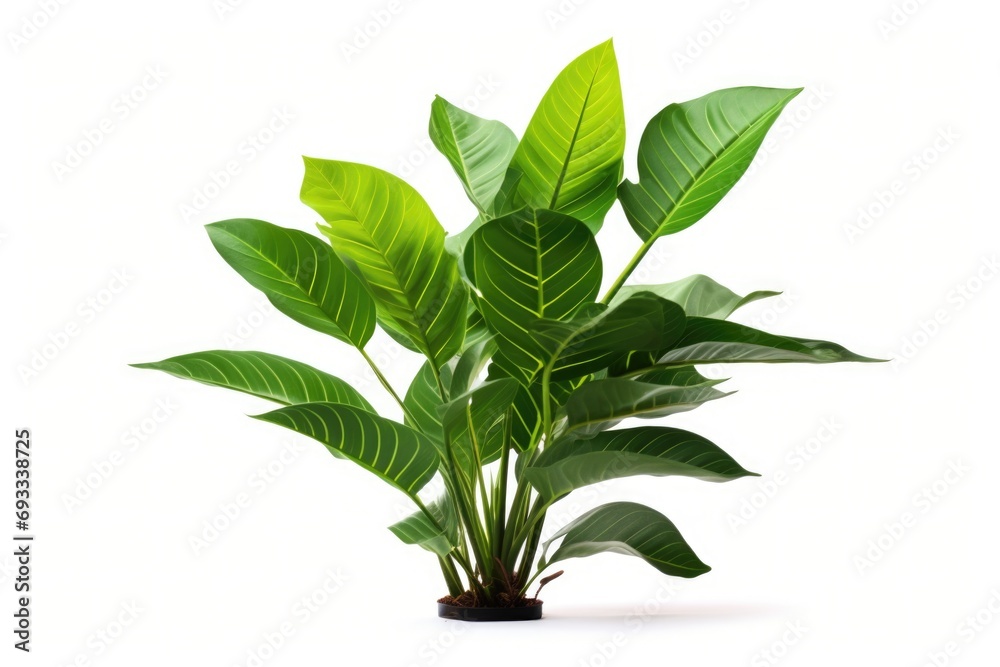 Poster a potted plant with vibrant green leaves placed on a clean white surface. ideal for adding a touch o