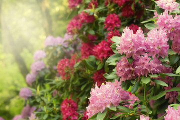 Beautiful red and pink rhododendron flowers in a forest