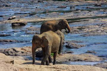Elephants bathing at Pinnawala Elephant Orphanage, Kegalle, Sabaragamuwa, Sri Lanka