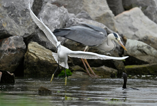 Seidenreiher (Egretta garzetta) landet vor Graureiher und Zwergscharbe // Little Egret (Egretta garzetta) lands in front of grey heron and Pygmy cormorant - Axios-Delta, Griechenland