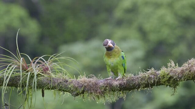 Brown-hooded parrot (Pyrilia haematotis) perched on branch, looking around