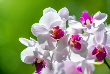 Branch of a white orchid on a green natural background
