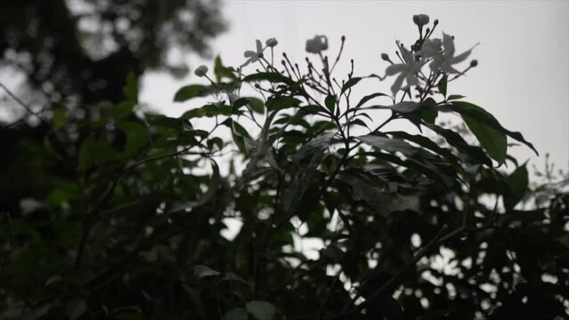 Wide angle moving shot focusing on burgeon, sign of spring