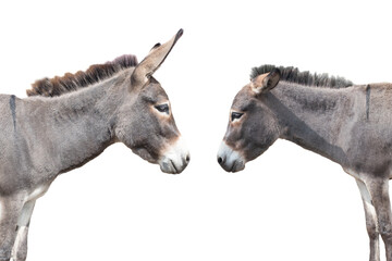  two donkey isolated on white background