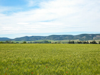 Fototapeta premium Calming and idyllic landscape of a huge, beautiful and green meadow with the hills of the Orgon plateau in the background in the Alpilles in Provence in France