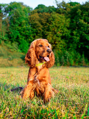 A dog of the English cocker spaniel breed is sitting on the grass. The dog raised its head and...