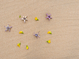 Fototapeta na wymiar Set of flowers in a pretty summer view background on the beach