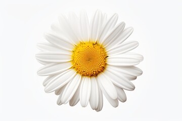A close-up photograph of a flower against a white background. Suitable for various uses