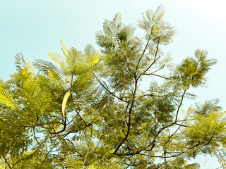 Obraz premium Delonix regia.