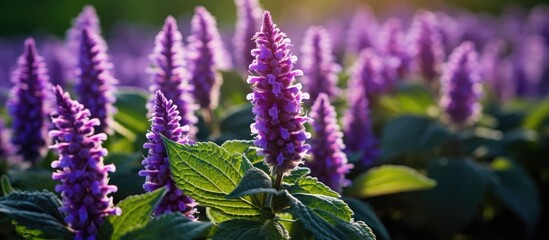 Macro view of Stachys byzantina, a beautiful landcover plant with shallow depth of field.