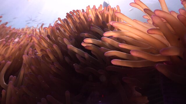 The sea anemones with clear blue water, sun rays  and group of small fish on the background 