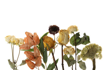 PNG, Set of dried flowers and plants, isolated on white background