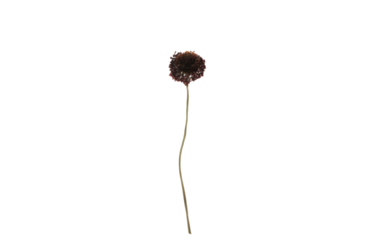 PNG, Dried purple wildflower, isolated on white background