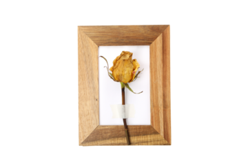 PNG, Herbarium and wooden photo frame, isolated on white background