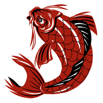 hikari utsurimono koi fish, carp koi, kinginrin koi, tancho koi, showa koi