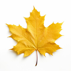 Fototapeta premium Yellow maple leaf isolated on a white background