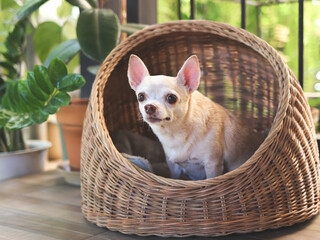 brown short hair chihuahua dog sitting in wicker or rattan pet house in balcony,  looking surprisingly