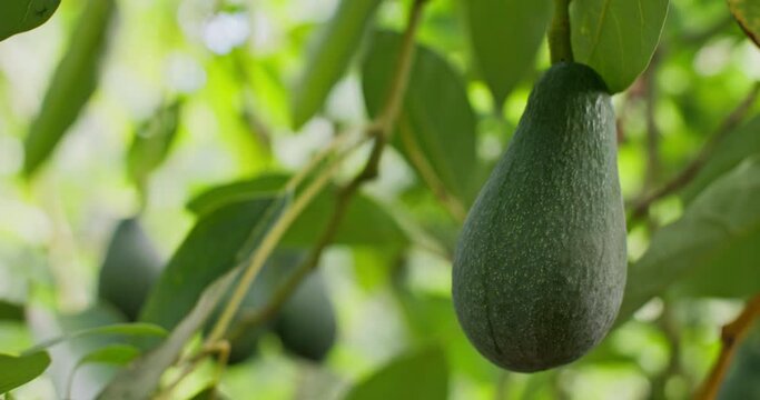 Close-up of a green avocado fruit on a tree. Growing avocados by a farmer on a plantation. High quality 4k footage