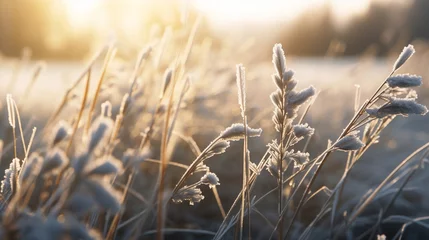 Fotobehang A field with frozen grass © frimufilms
