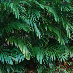 Tropical green leaves or sugar palm. Closeup nature view of green leaf and palms background.