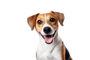 Fototapety  Cute fluffy portrait smile Puppy dog that looking at camera isolated on clear png background, funny moment, lovely dog, pet concept.