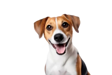 Gartenposter Cute fluffy portrait smile Puppy dog that looking at camera isolated on clear png background, funny moment, lovely dog, pet concept. © TANATPON