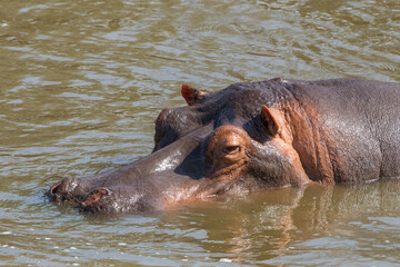 Hippo cooling off in a river