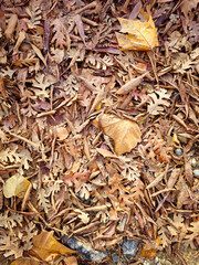 Different leaves on the ground. Texture. 
