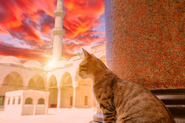 In tranquil courtyard of Suleymaniye Mosque in Turkey, a cat gracefully prowls, shimmers under the...