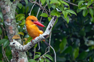 Brown-winged Kingfisher