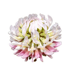 white pink flower of white clover (Trifolium repens) in detail